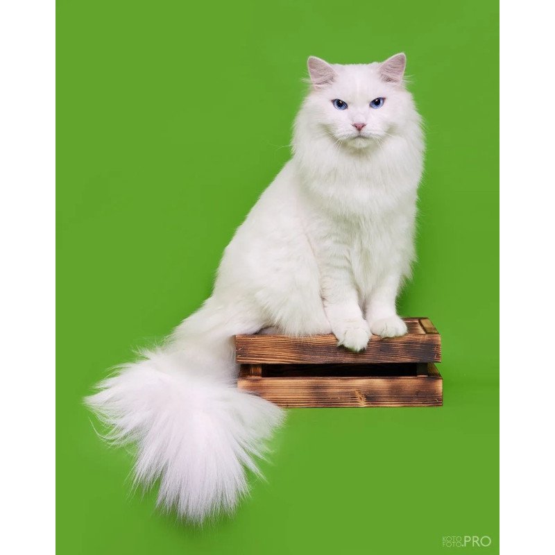 Siberian REZ Aramis