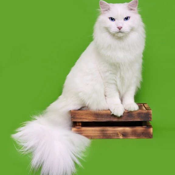Siberian REZ Aramis