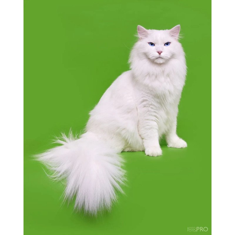 Siberian REZ Aramis