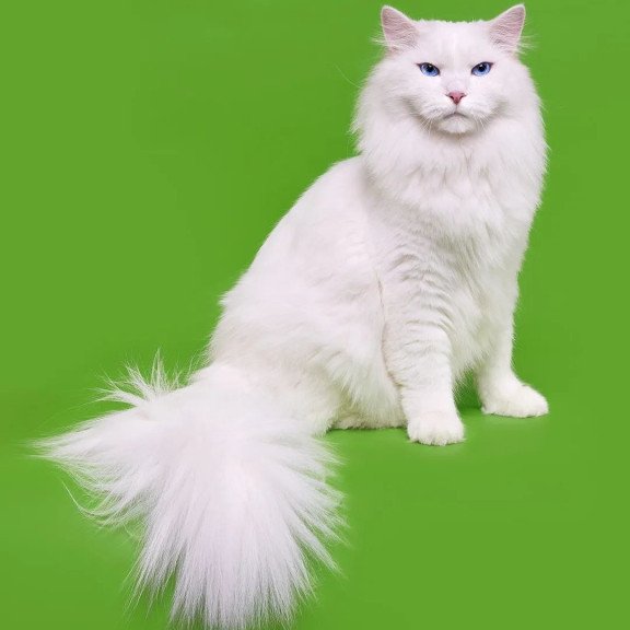Siberian REZ Aramis