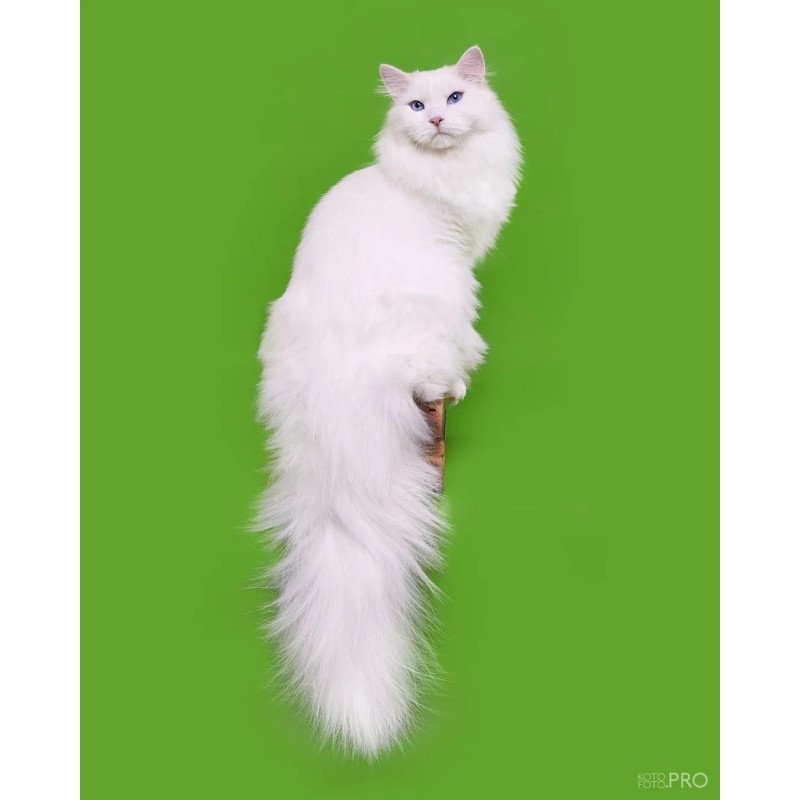 Siberian REZ Aramis