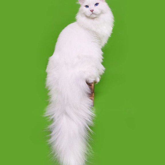 Siberian REZ Aramis
