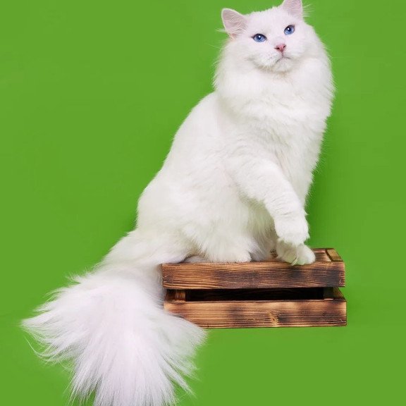 Siberian REZ Aramis