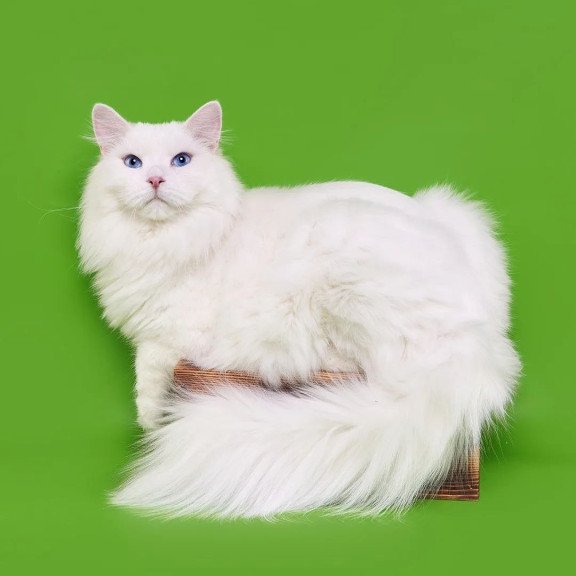 Siberian REZ Aramis