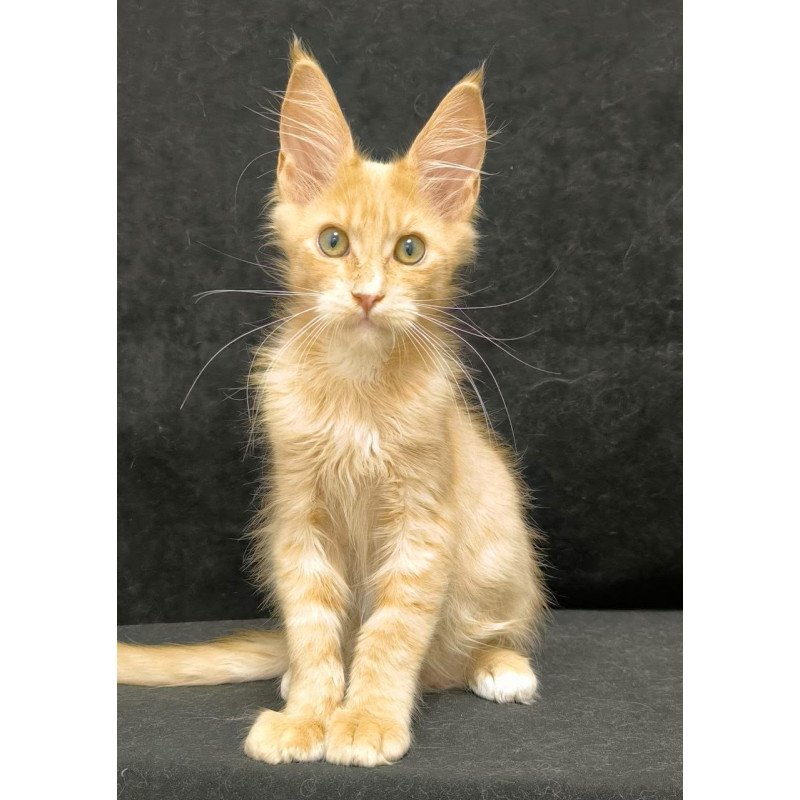 Maine Coon NOV Neo