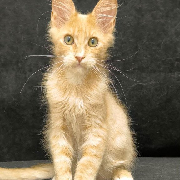 Maine Coon NOV Neo