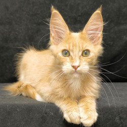 Maine Coon NOV Neo