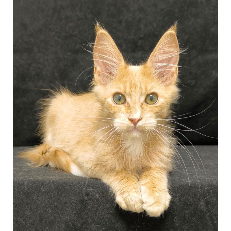 Maine Coon NOV Neo