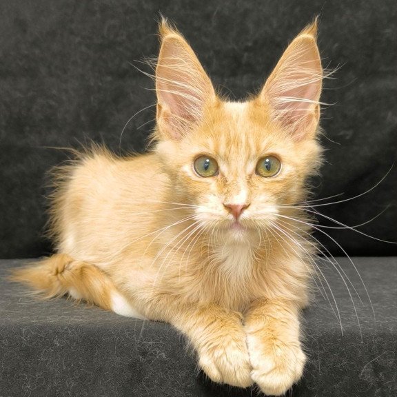 Maine Coon NOV Neo