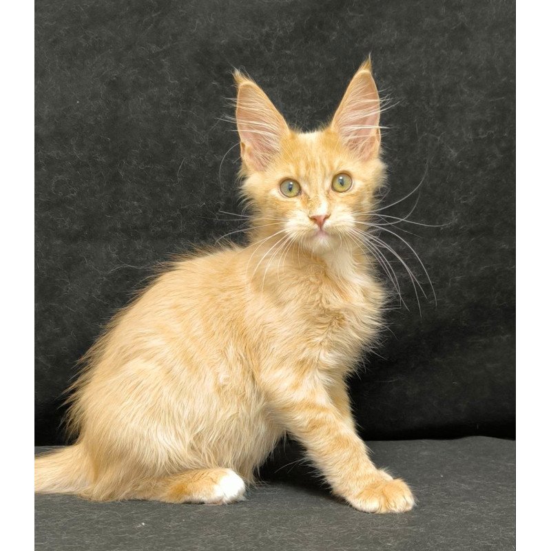 Maine Coon NOV Neo