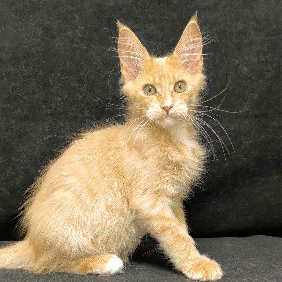 Maine Coon NOV Neo