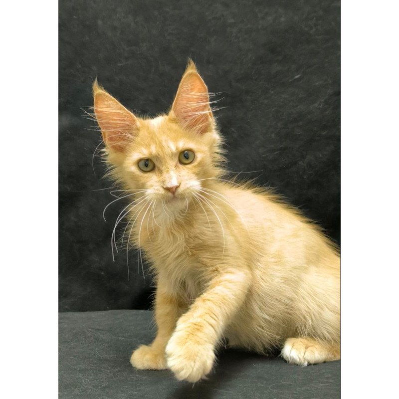 Maine Coon NOV Neo