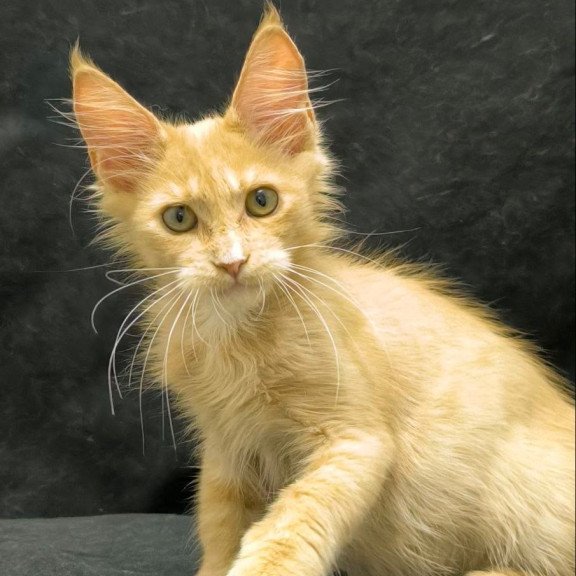 Maine Coon NOV Neo