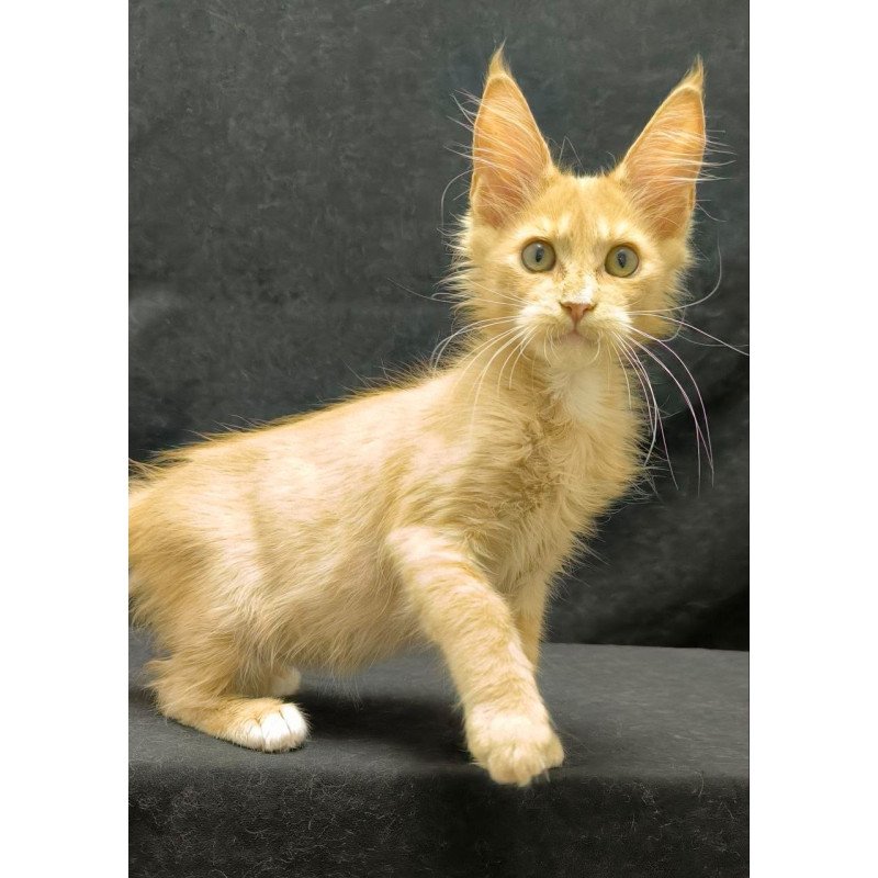 Maine Coon NOV Neo