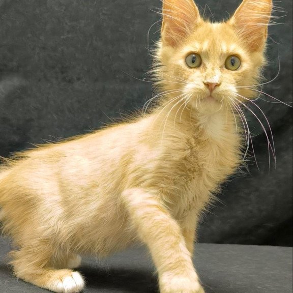 Maine Coon NOV Neo