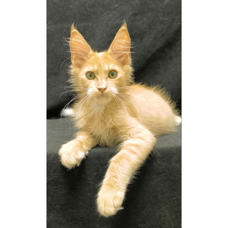 Maine Coon NOV Neo