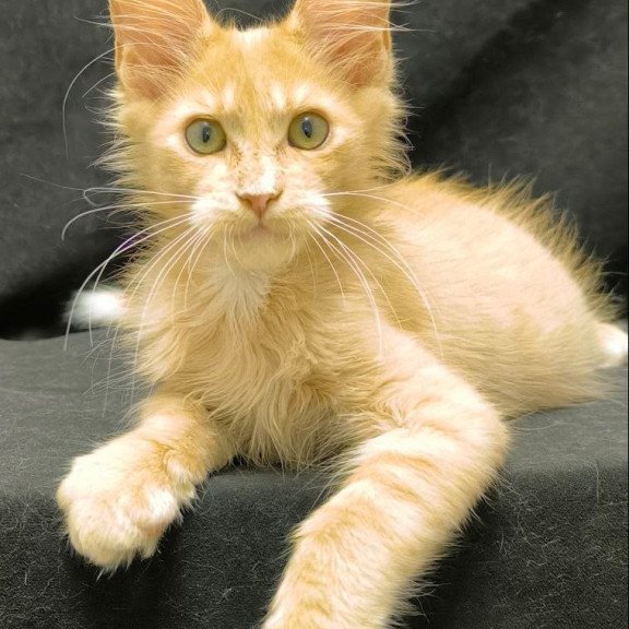 Maine Coon NOV Neo