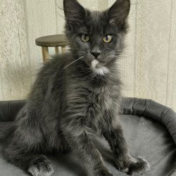 Maine Coon NOV Nigel