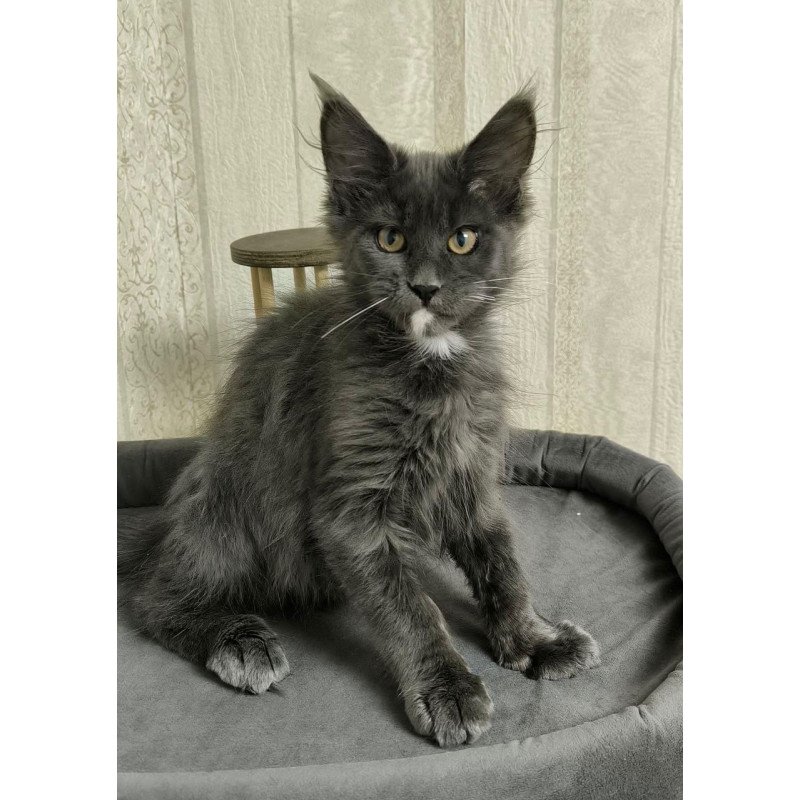 Maine Coon NOV Nigel