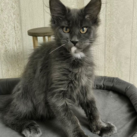Maine Coon NOV Nigel