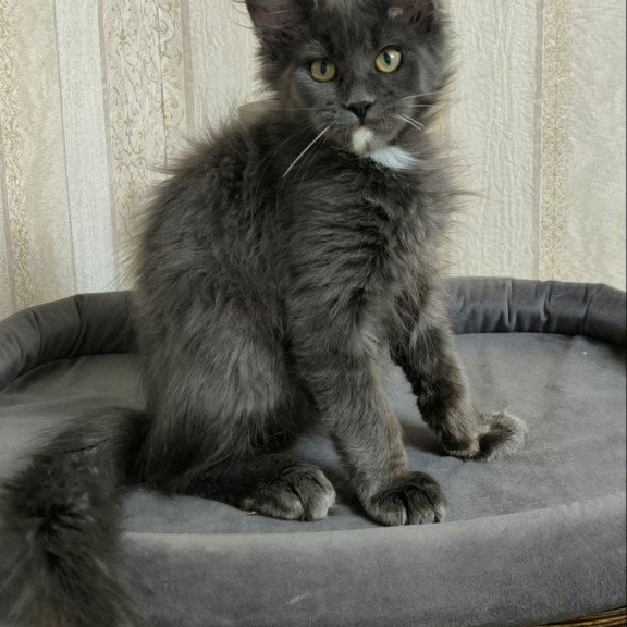 Maine Coon NOV Nigel