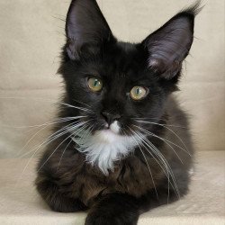 Maine Coon NOV Nandi