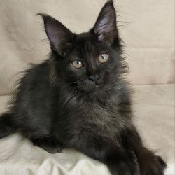 Maine Coon NOV Noir