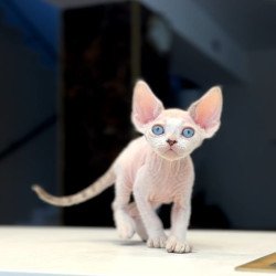 Devon Rex NOV Ripley