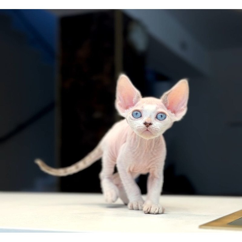 Devon Rex NOV Ripley