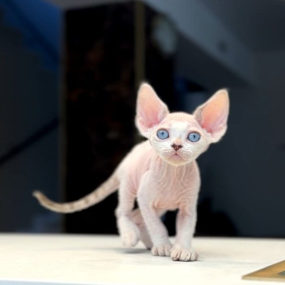 Devon Rex NOV Ripley