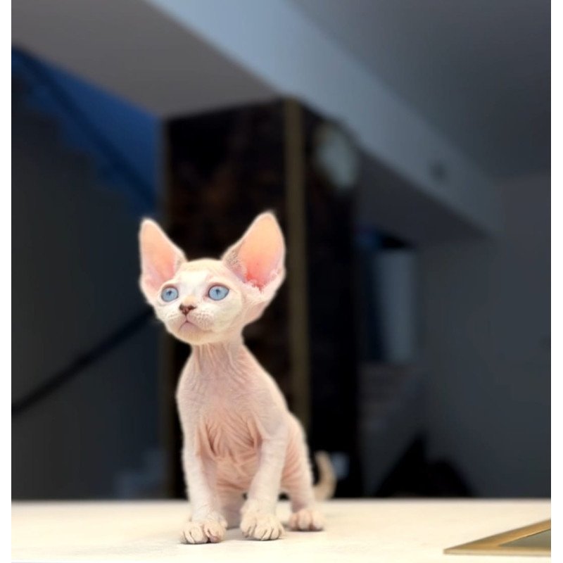 Devon Rex NOV Ripley