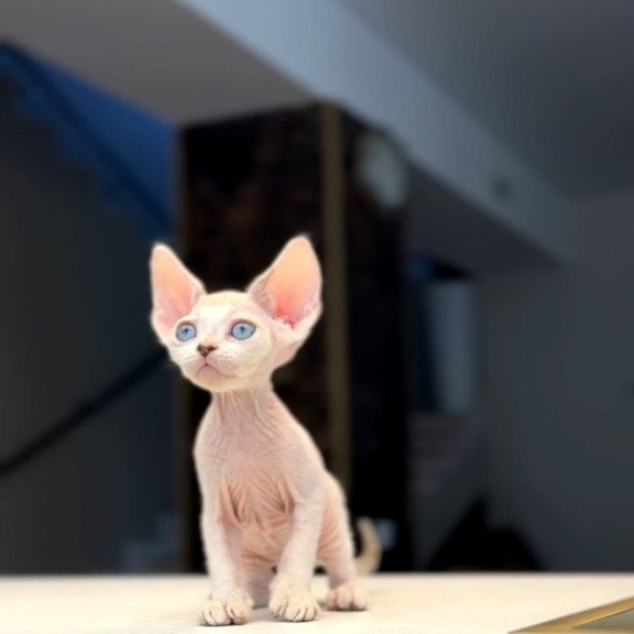 Devon Rex NOV Ripley