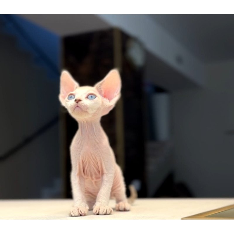 Devon Rex NOV Ripley