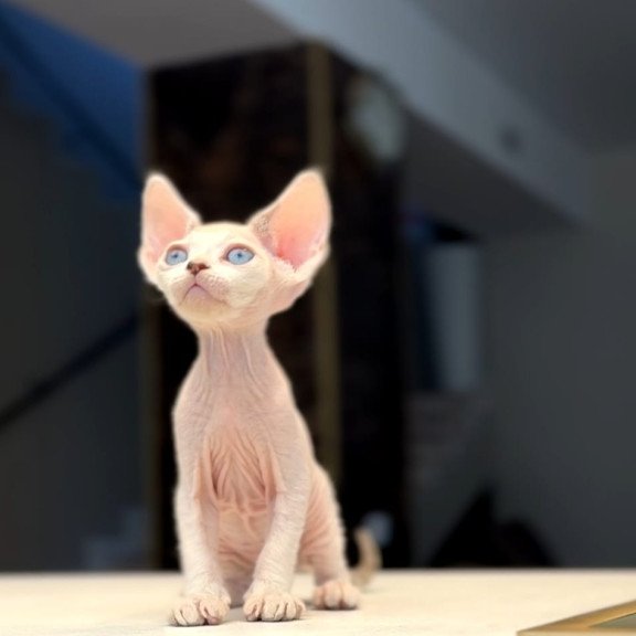 Devon Rex NOV Ripley