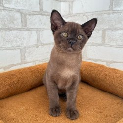 Burmese Vinny