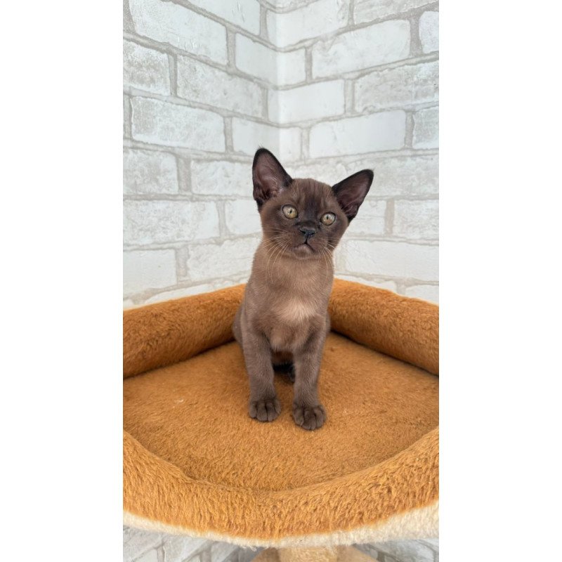 Burmese Vinny