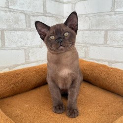 Burmese Vinny