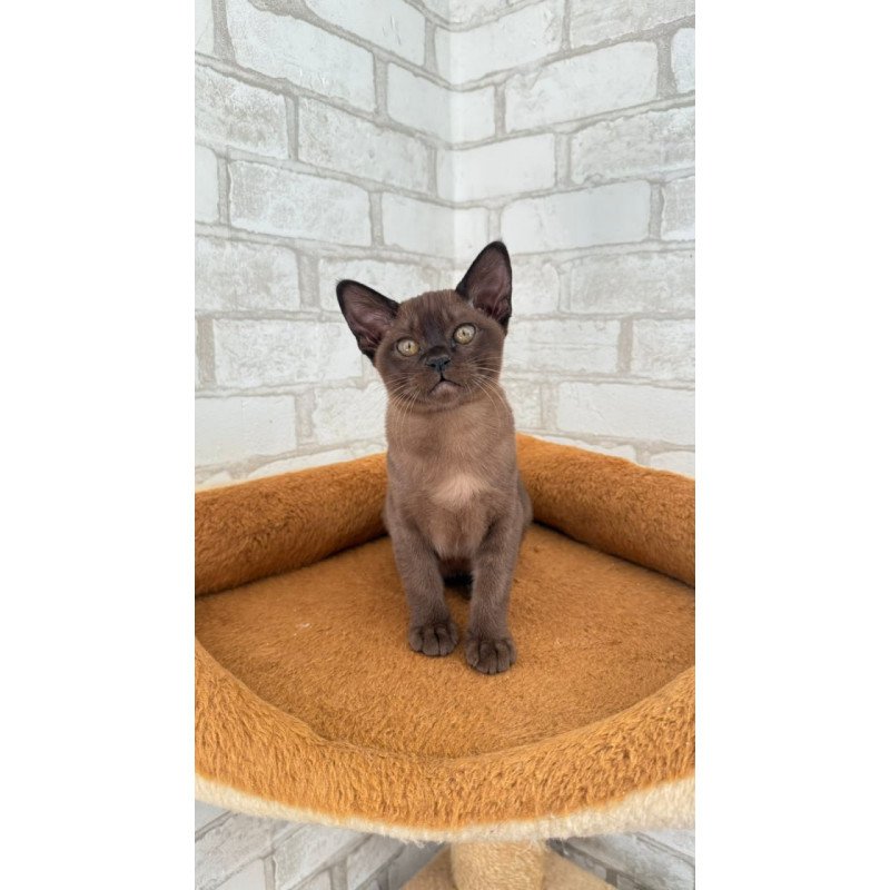 Burmese Vinny