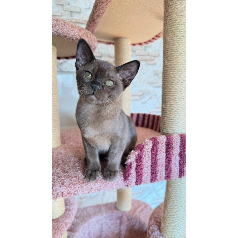 Burmese Vinny