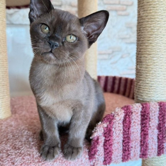 Burmese Vinny