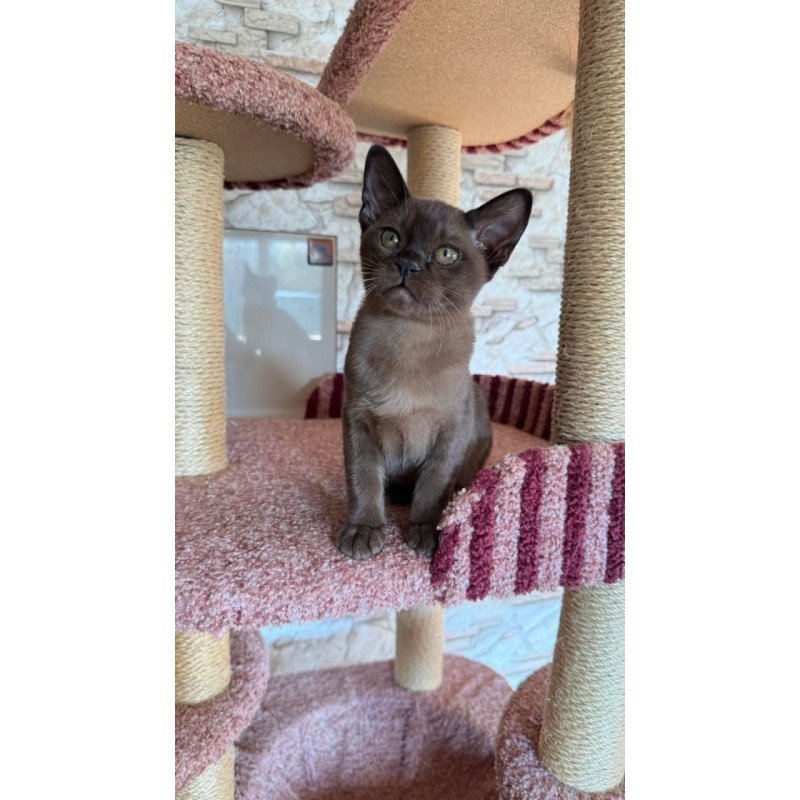 Burmese Vinny