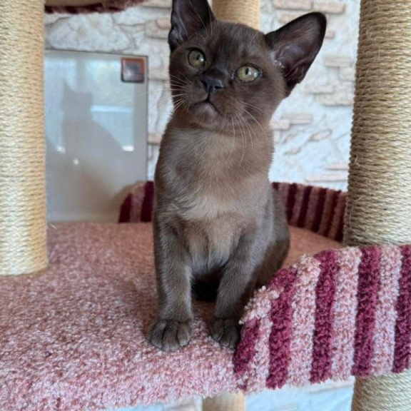 Burmese Vinny