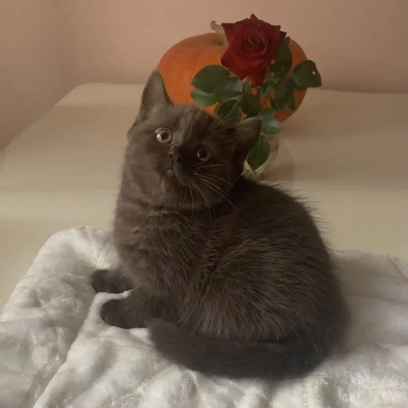 British NOV Unika