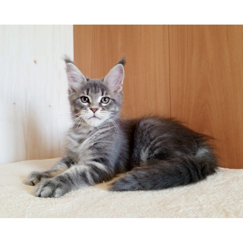 Maine Coon NOV Yolanda