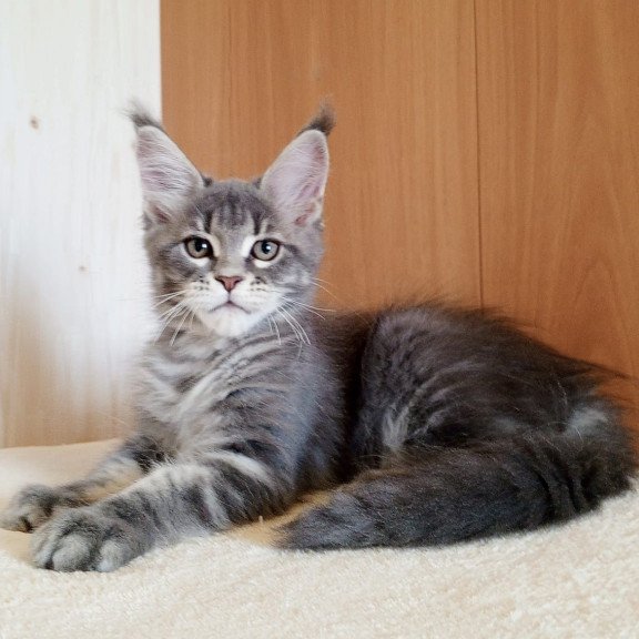 Maine Coon NOV Yolanda