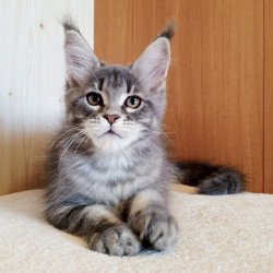 Maine Coon NOV Yolanda
