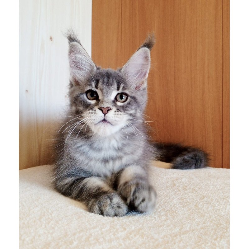 Maine Coon NOV Yolanda