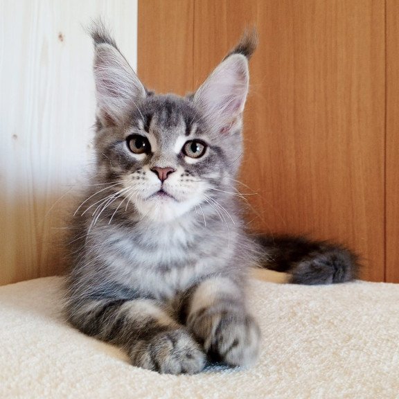 Maine Coon NOV Yolanda