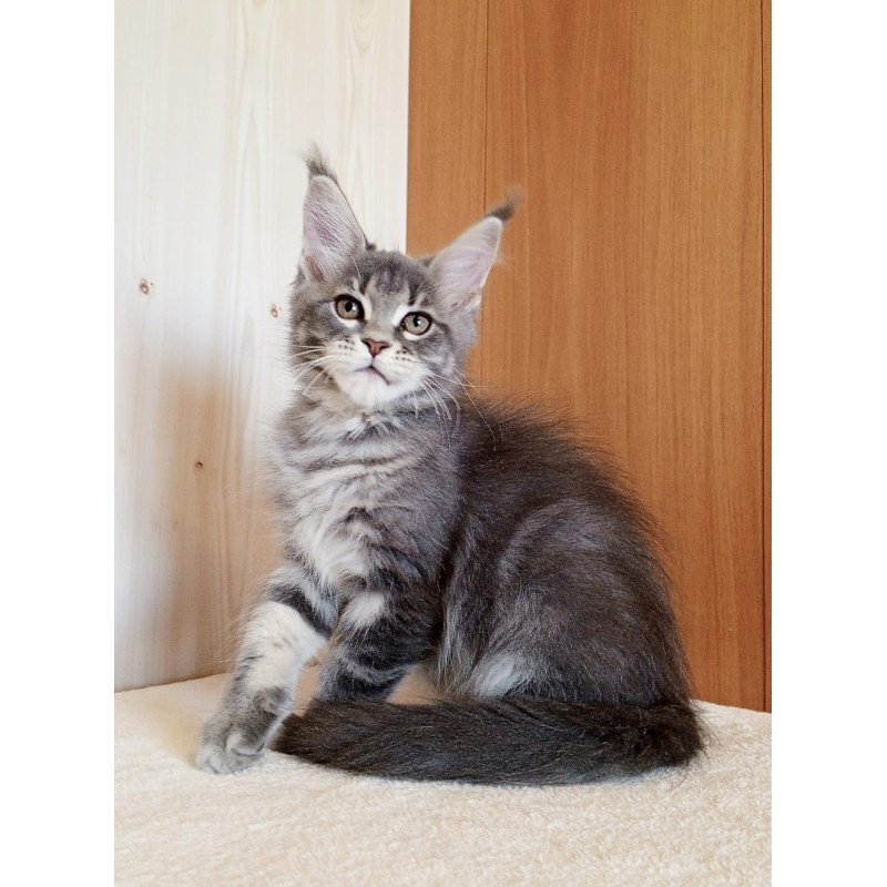 Maine Coon NOV Yolanda