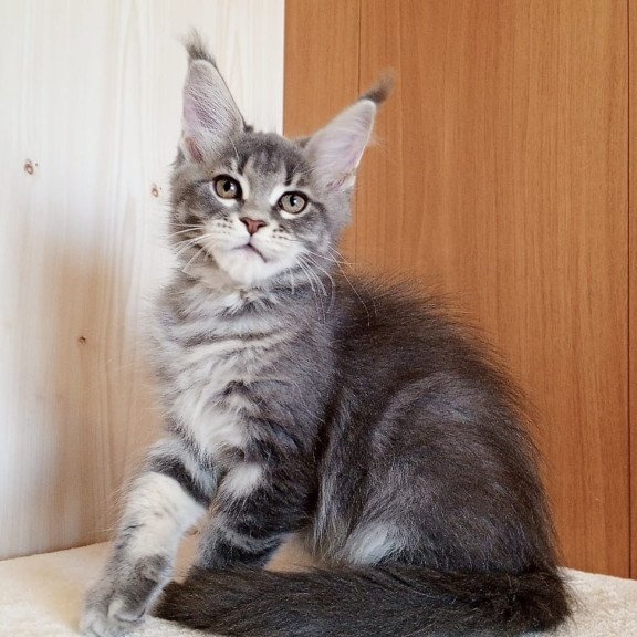 Maine Coon NOV Yolanda